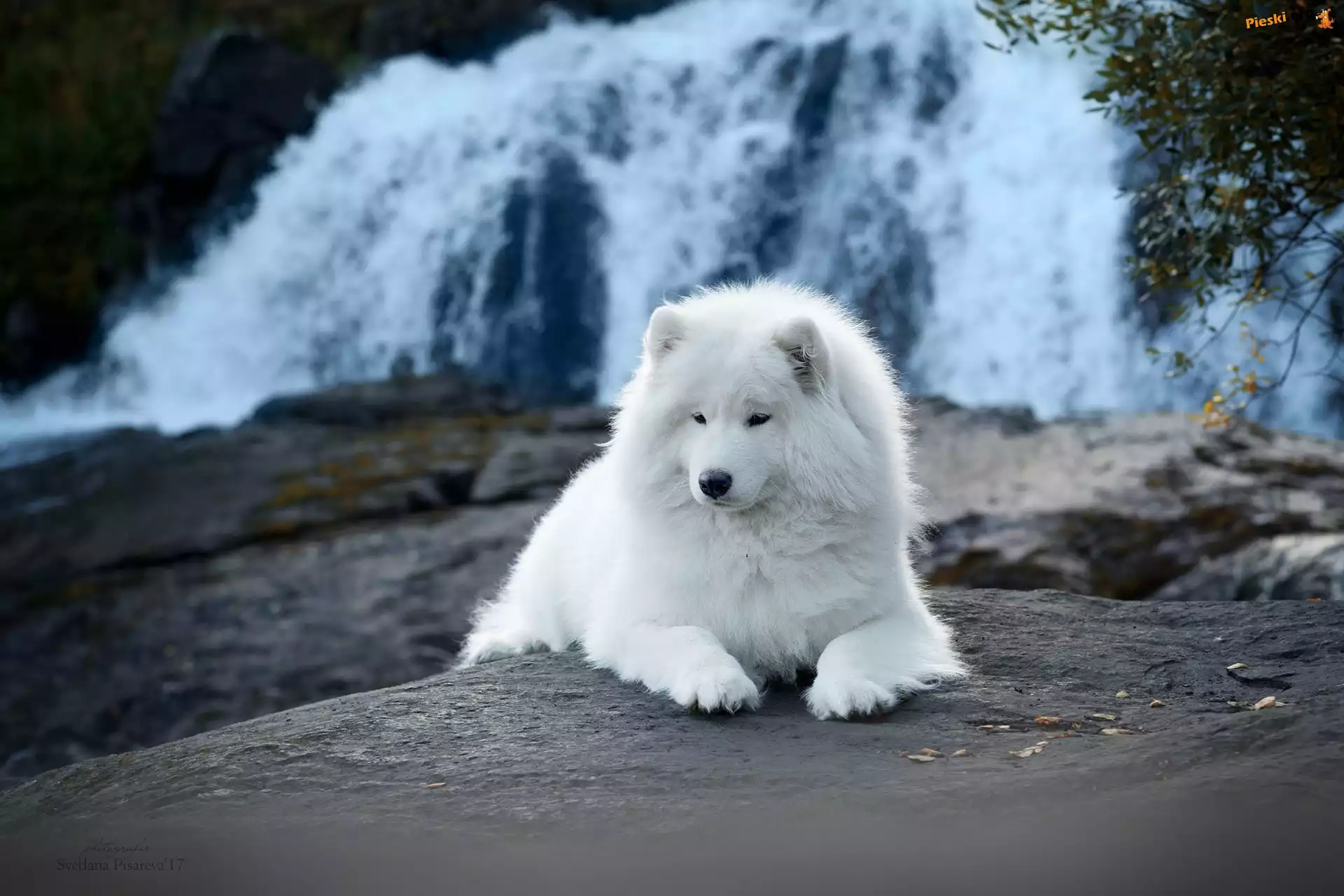 Samojed, Bia³y, Pies, Wodospad